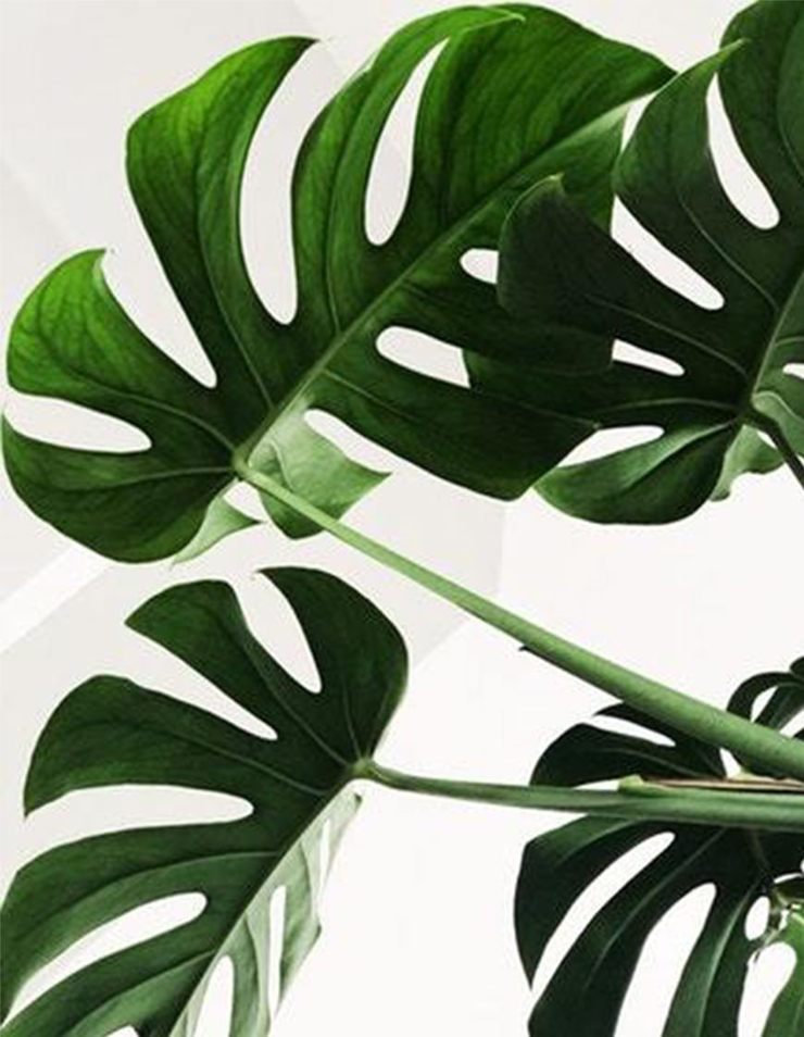 green plant Blume